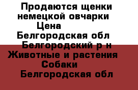 Продаются щенки немецкой овчарки › Цена ­ 5 000 - Белгородская обл., Белгородский р-н Животные и растения » Собаки   . Белгородская обл.